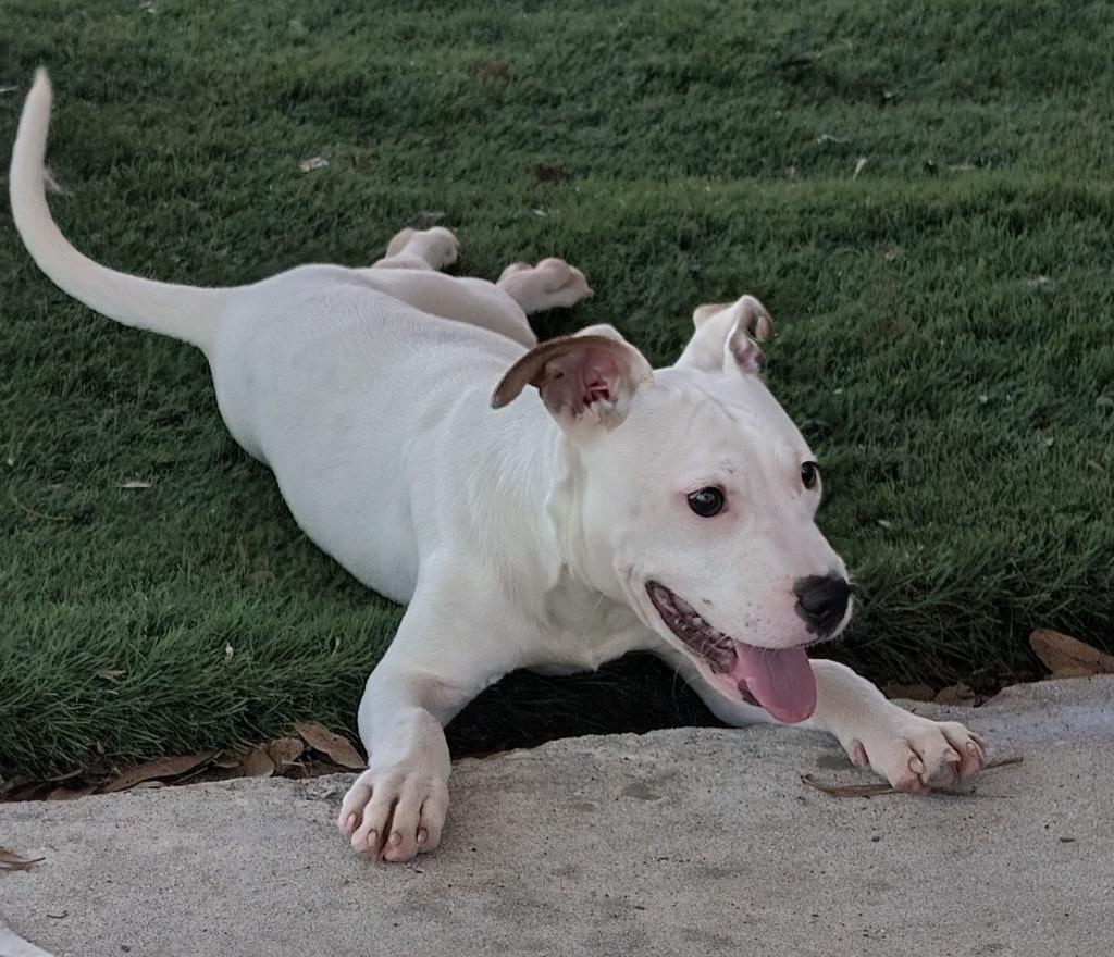 Maya-6mo Puppy!, Adoptable, Puppy Female Dogo Argentino & American Bulldog.