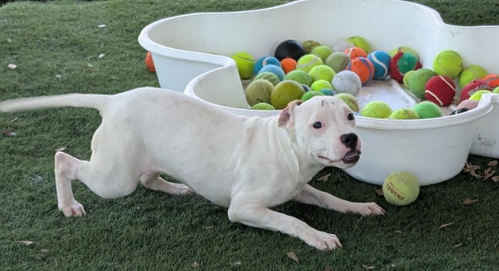 Enlarge Maya-6mo Puppy!, a Adoptable mixed breed in Fort Myers, FL image 2/2