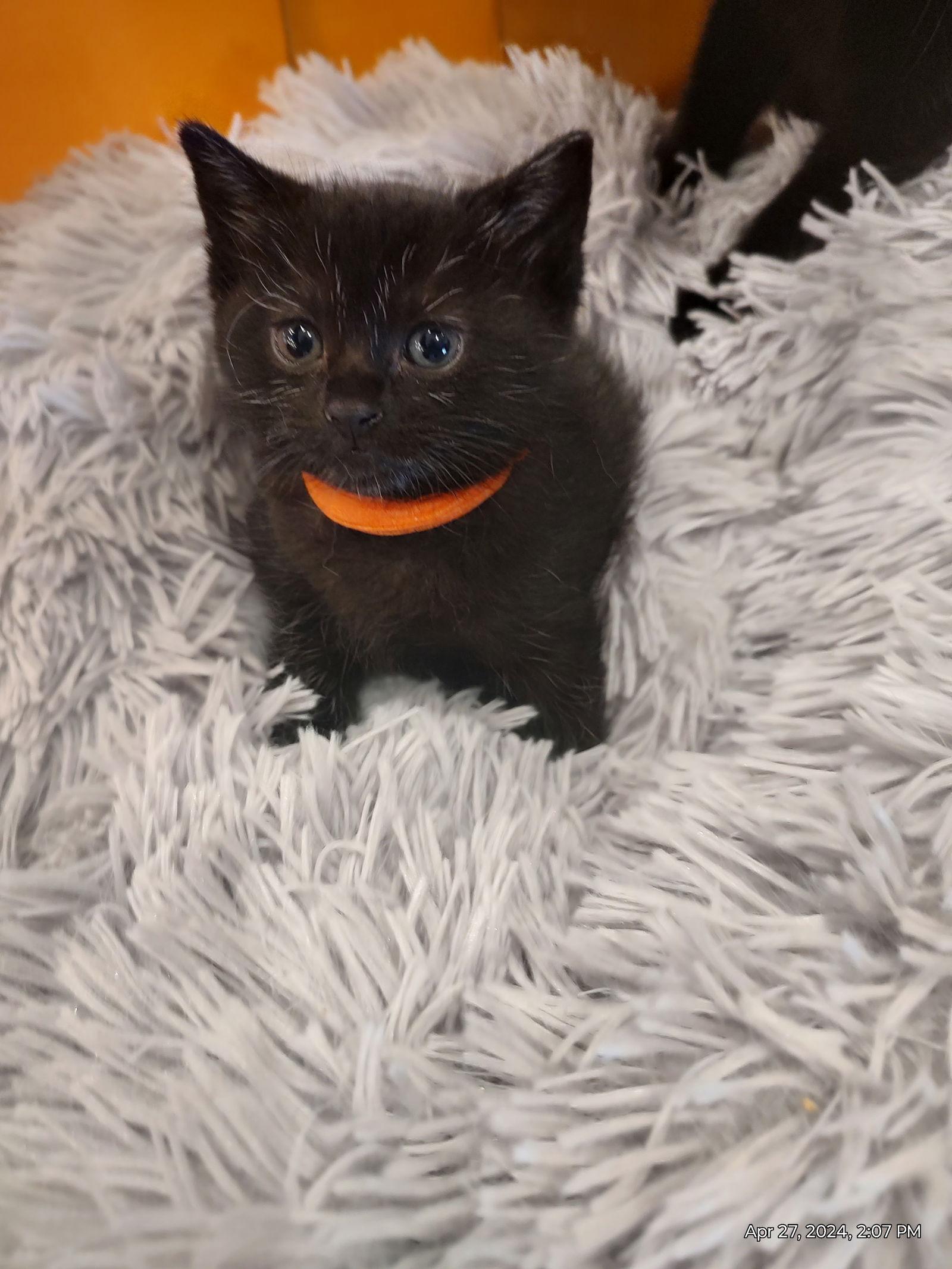 Whiskers, a Adoptable Domestic Short Hair image 1/3