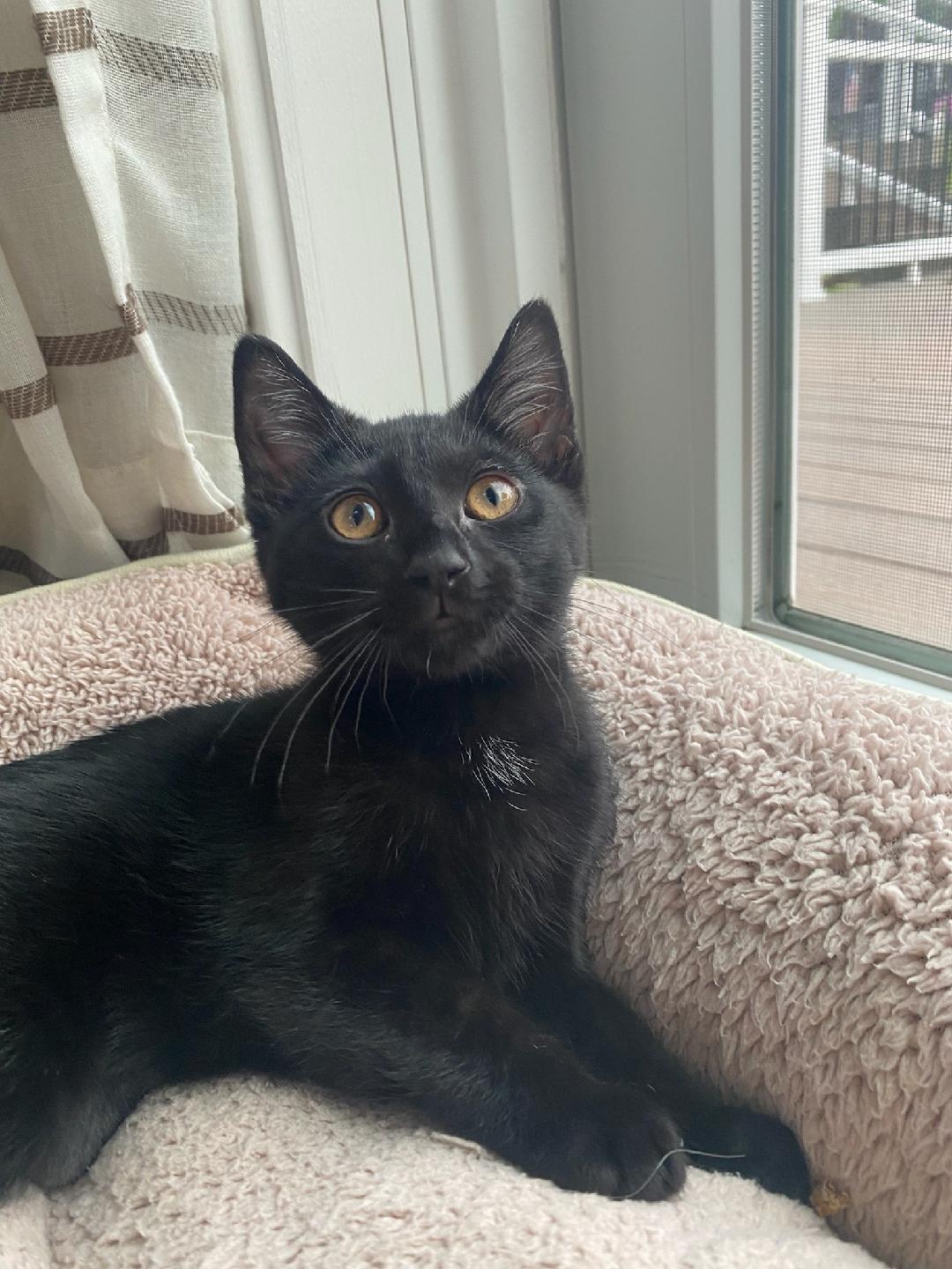 Whiskers, a Adoptable Domestic Short Hair image 2/3