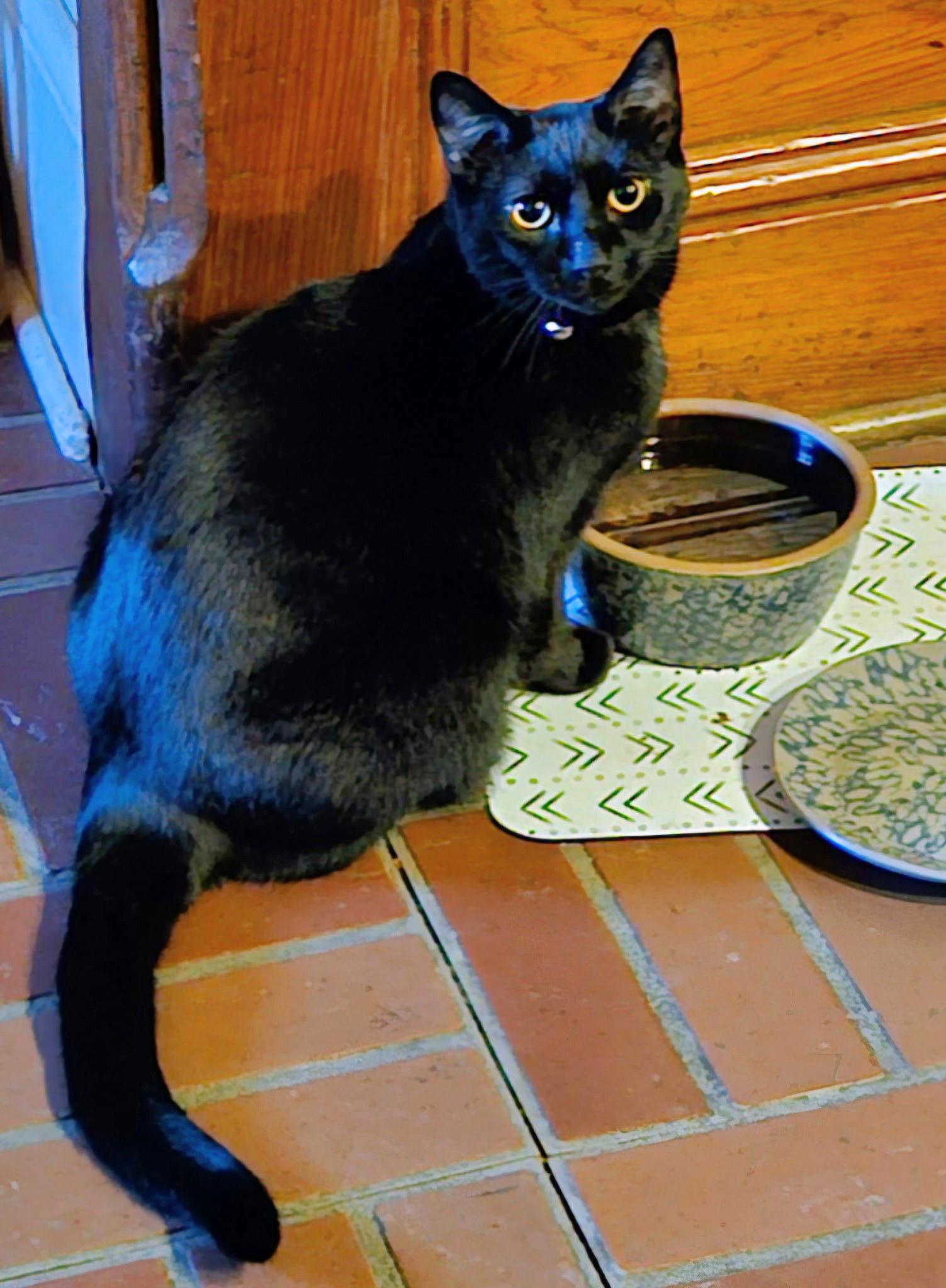 Enlarge Winnie, a Adoptable Domestic Short Hair in Nazareth, PA image 3/3