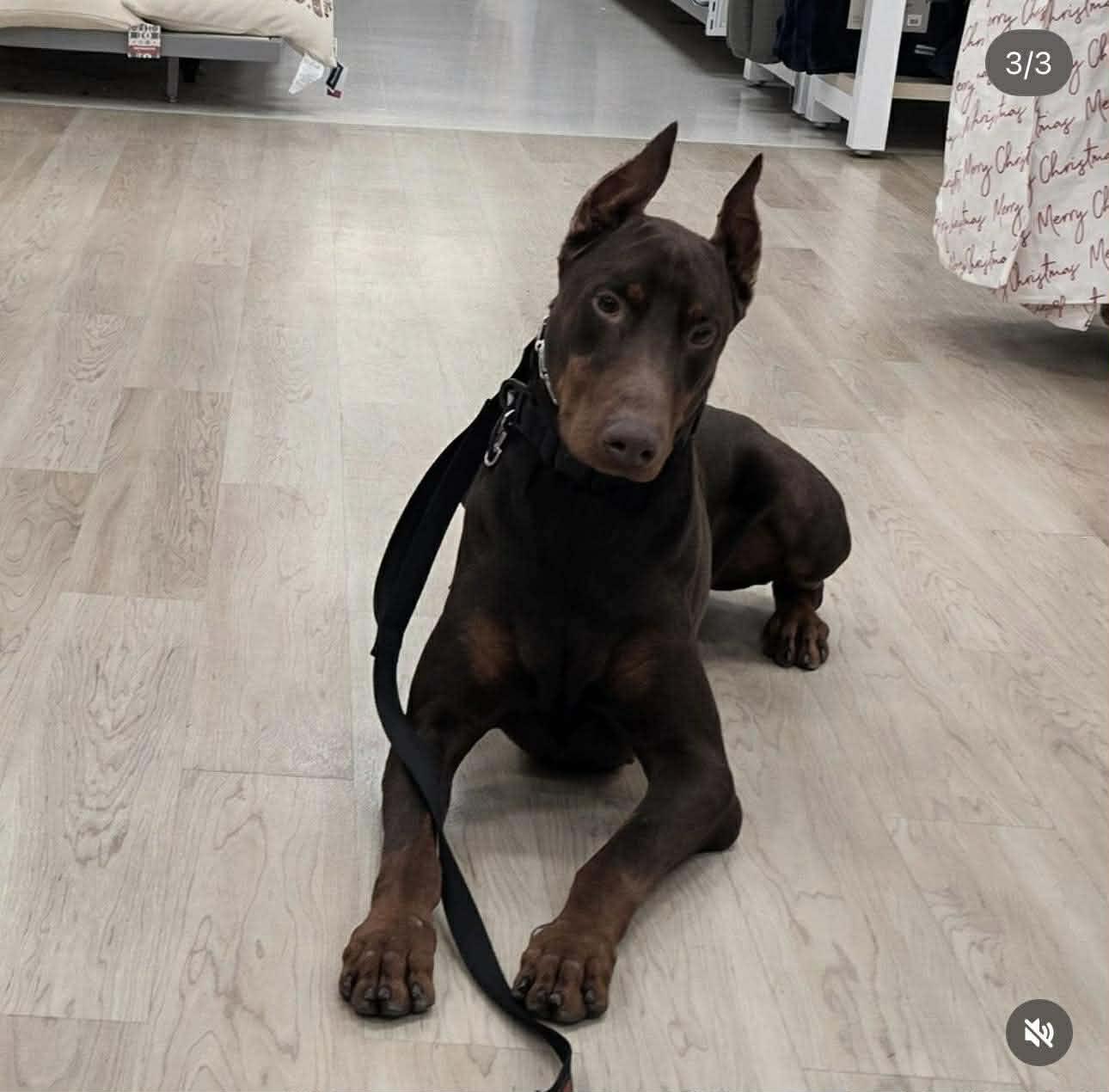 Bane, a ADOPTABLE Doberman Pinscher in Jacksonville, NC image 3/6