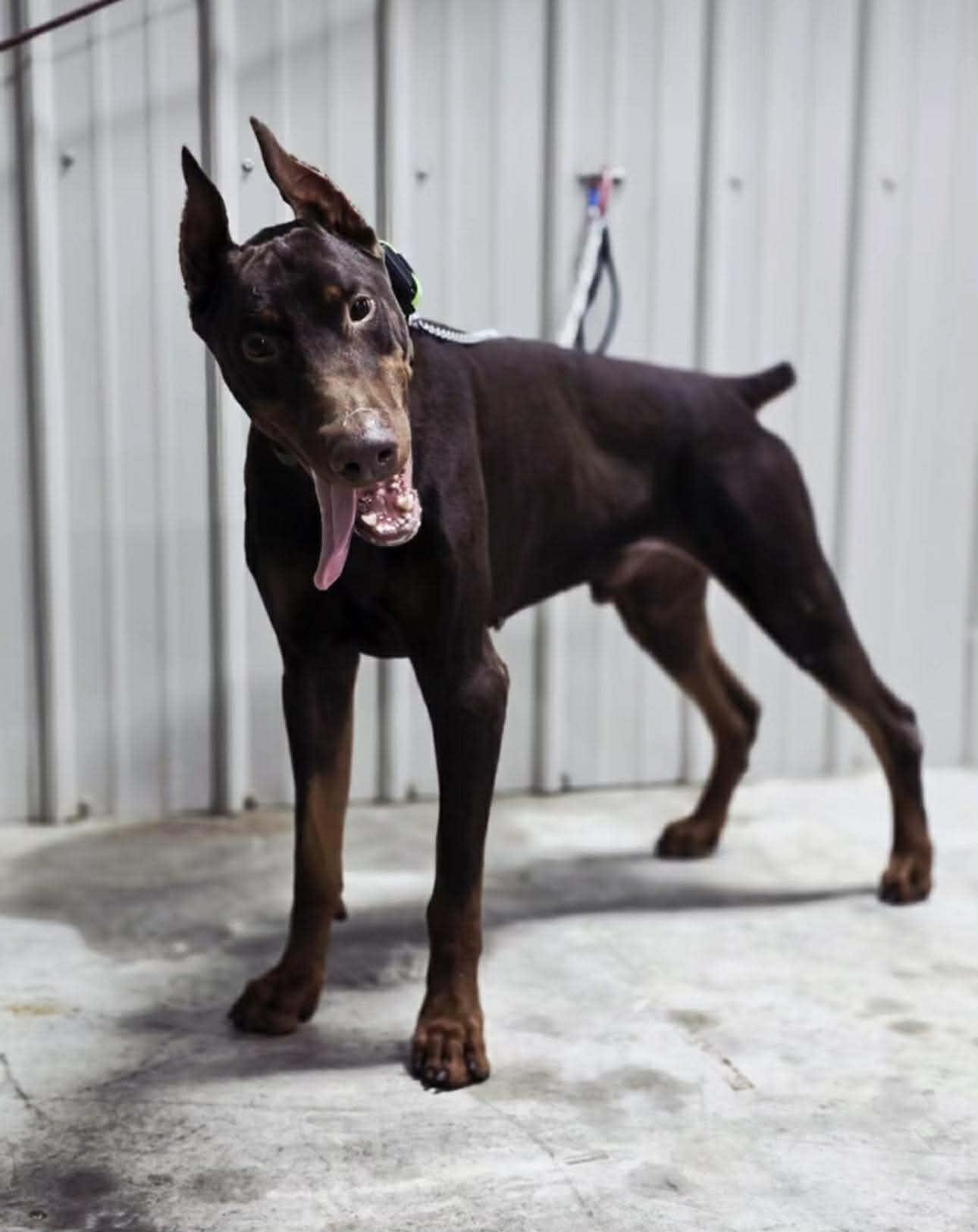 Bane, a ADOPTABLE Doberman Pinscher in Jacksonville, NC image 1/6