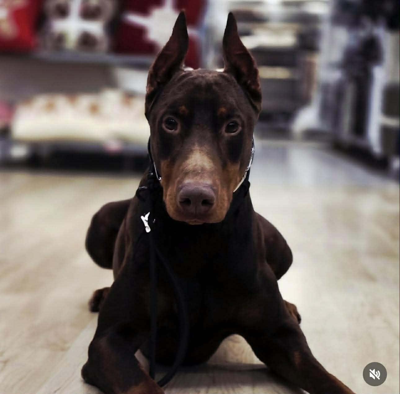 Bane, a ADOPTABLE Doberman Pinscher in Jacksonville, NC image 4/6