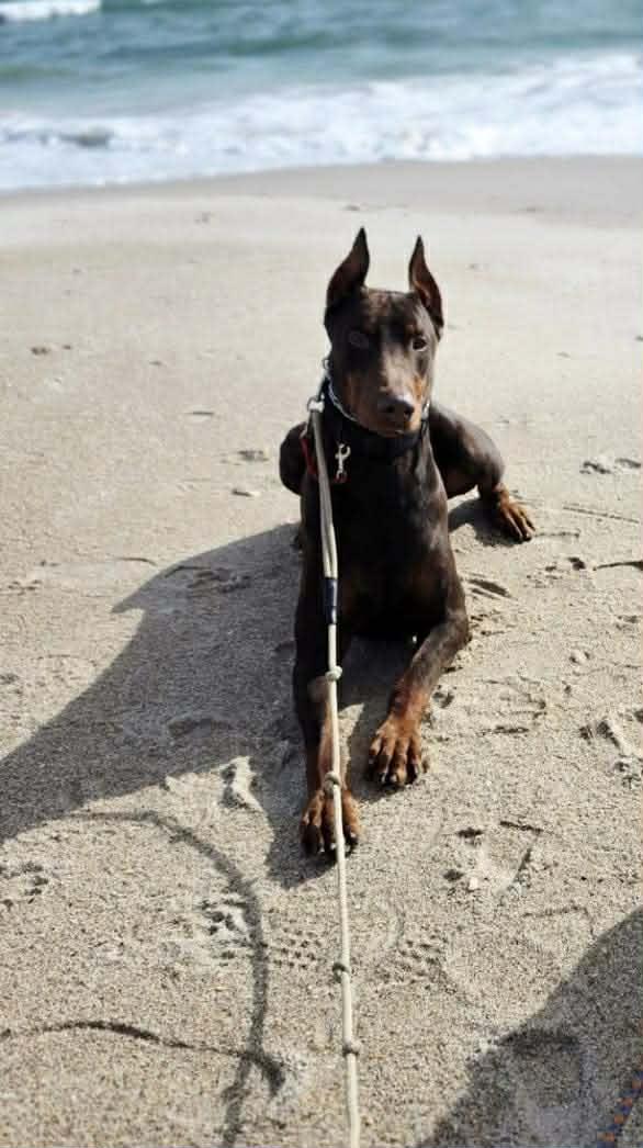 Bane, a ADOPTABLE Doberman Pinscher in Jacksonville, NC image 6/6