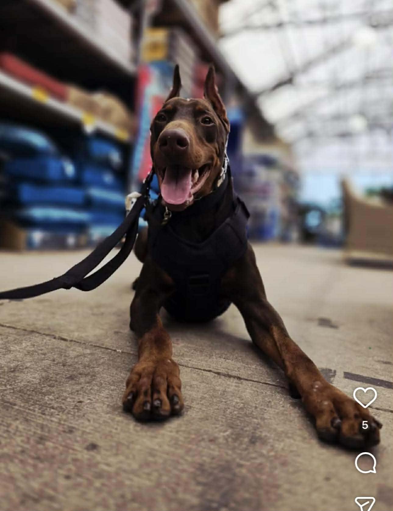 Bane, a ADOPTABLE Doberman Pinscher in Jacksonville, NC image 2/6