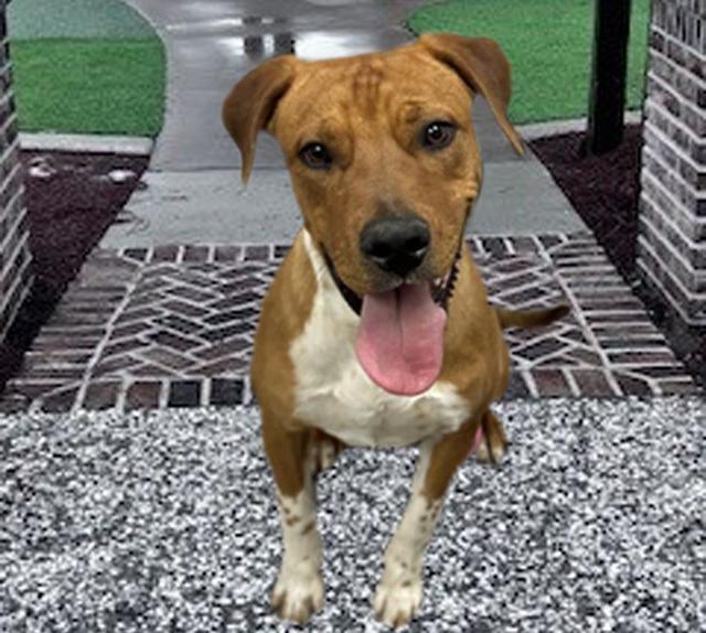 Enlarge DOC*, a Adoptable Black Mouth Cur in Tucson, AZ image 1/1