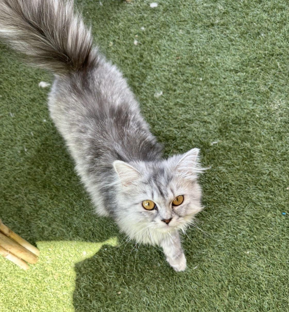 Tiffany, an adoptable Siberian, Persian in Woodbridge, ON, L4l 1j7 | Photo Image 4