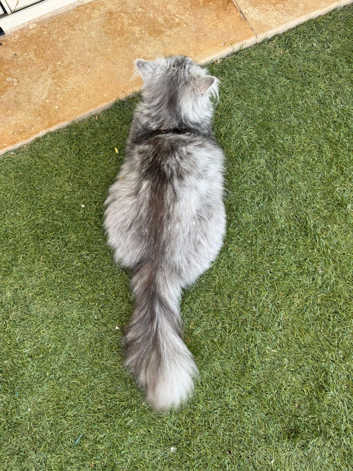 Tiffany, an adoptable Siberian, Persian in Woodbridge, ON, L4l 1j7 | Photo Image 1