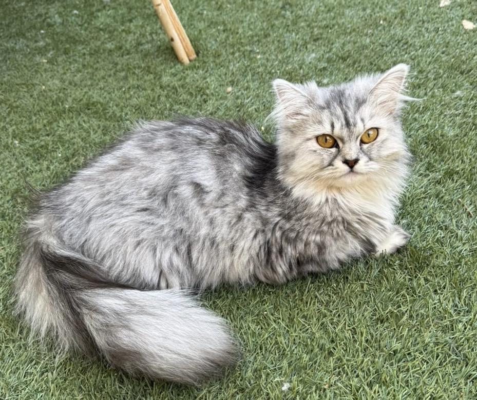 Tiffany, an adoptable Siberian, Persian in Woodbridge, ON, L4l 1j7 | Photo Image 2