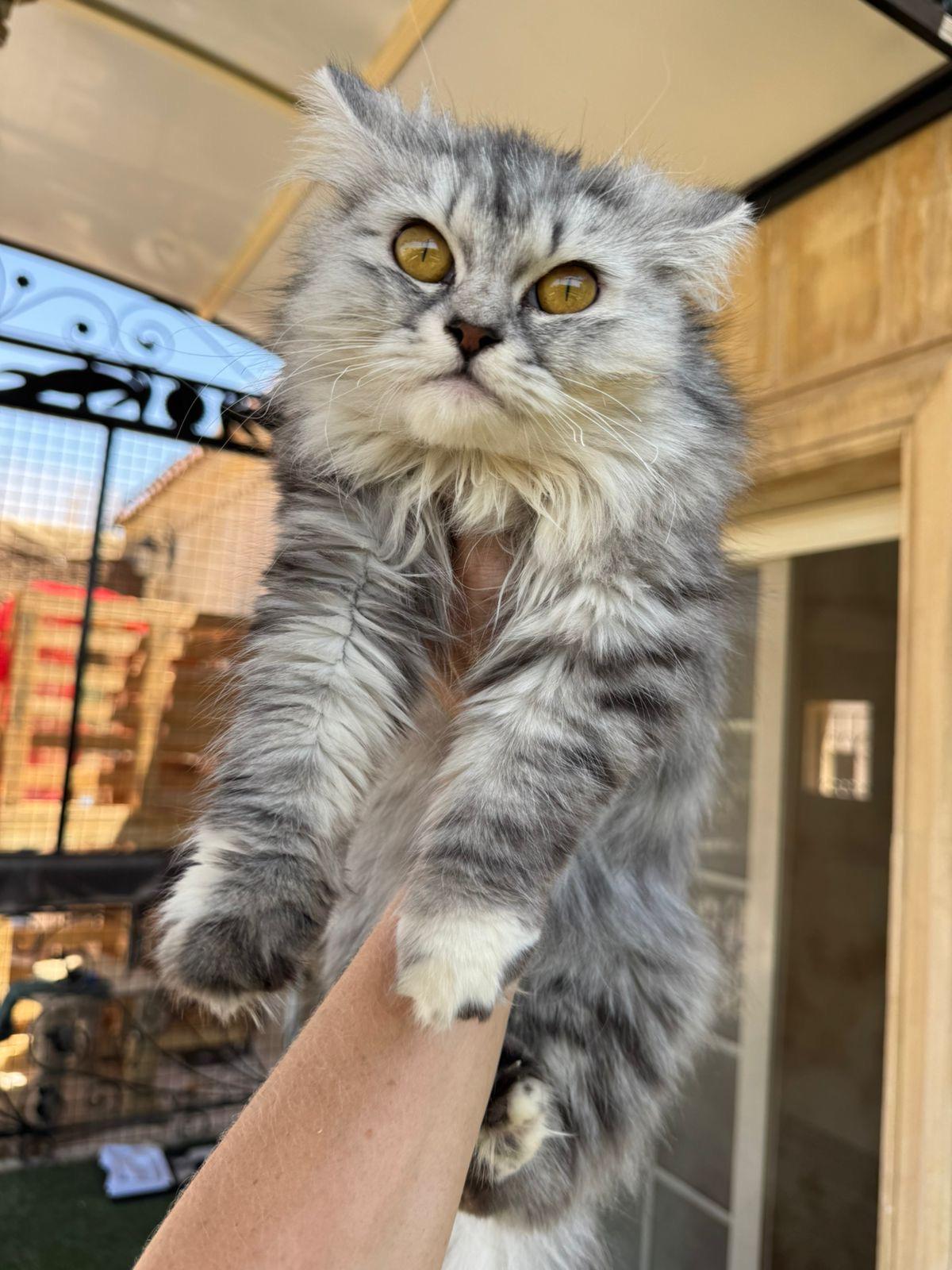 Tiffany, an adoptable Siberian, Persian in Woodbridge, ON, L4l 1j7 | Photo Image 3