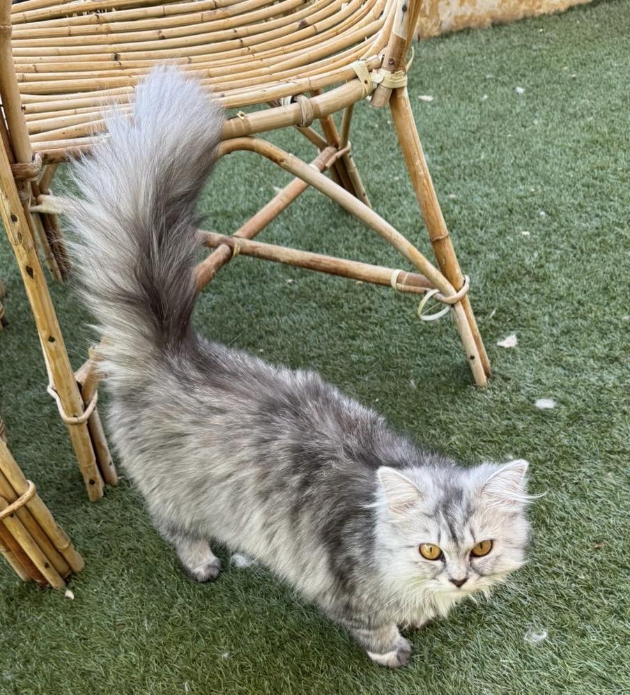 Tiffany, an adoptable Siberian, Persian in Woodbridge, ON, L4l 1j7 | Photo Image 5