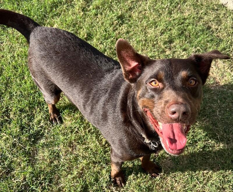 Reece, Adoptable, Adult Male Chocolate Labrador Retriever & Doberman Pinscher.