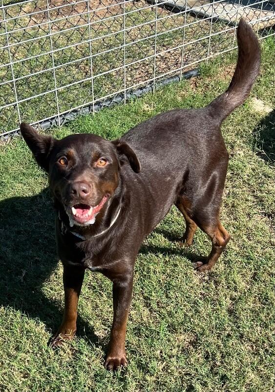 Reece, a Adoptable mixed breed in Katy, TX image 2/6