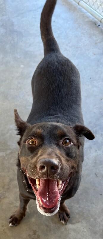 Reece, a Adoptable mixed breed in Katy, TX image 3/6