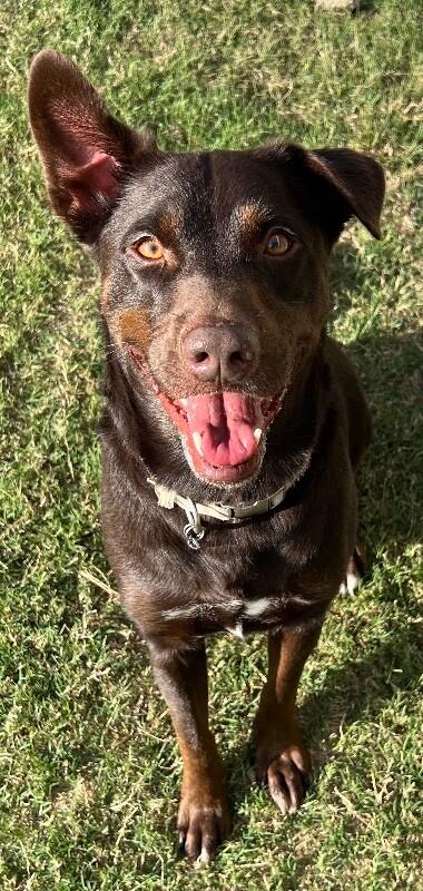 Reece, a Adoptable mixed breed in Katy, TX image 4/6