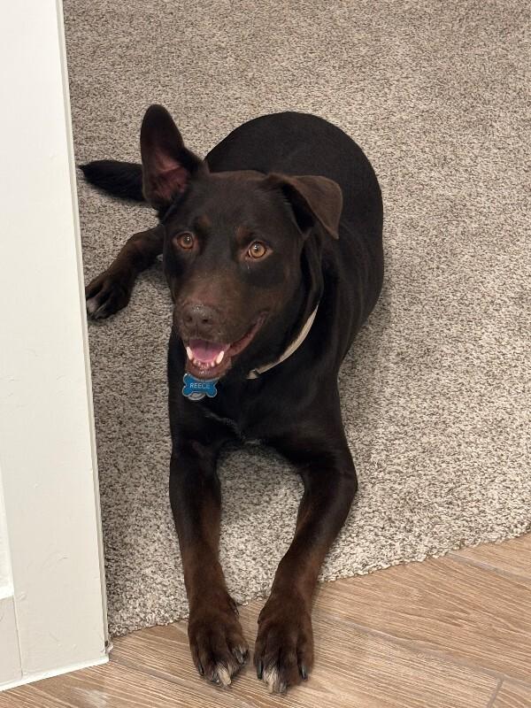 Reece, a Adoptable mixed breed in Katy, TX image 6/6