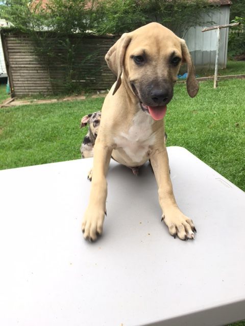 Enlarge Tanner, a Adoptable mixed breed in Pine Bluff, AR image 1/11