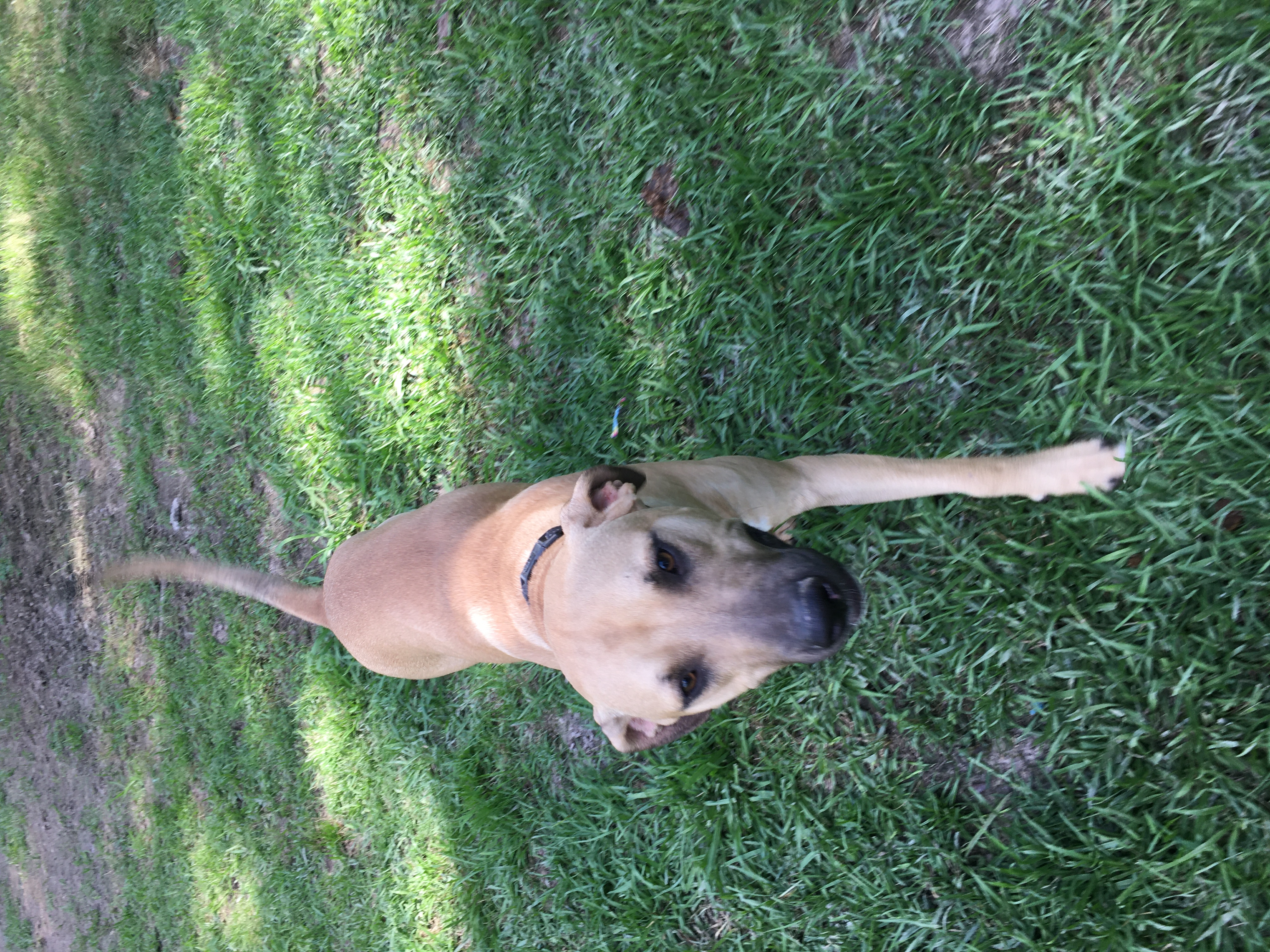 Enlarge Tanner, a Adoptable mixed breed in Pine Bluff, AR image 4/11