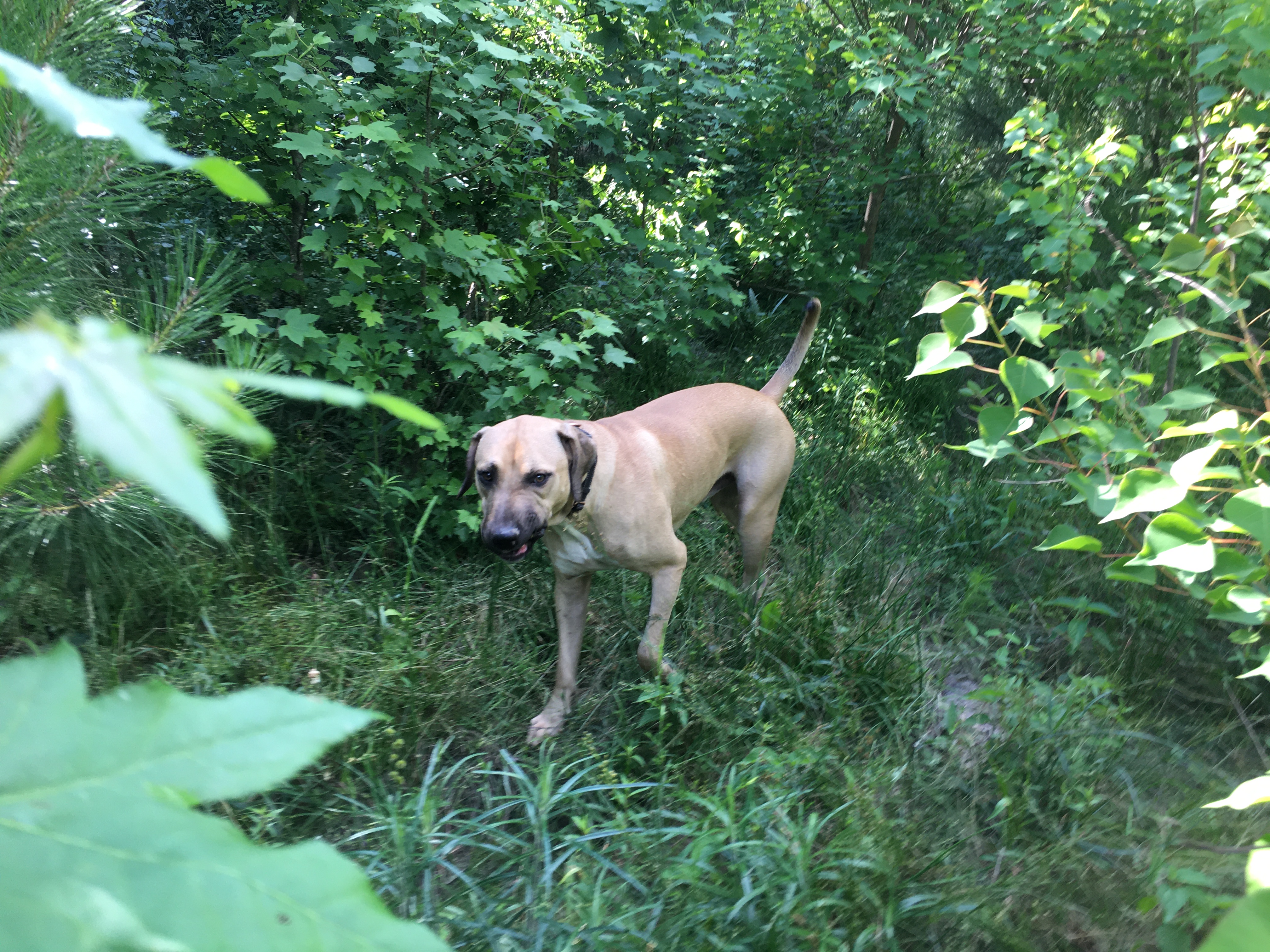 Enlarge Tanner, a Adoptable mixed breed in Pine Bluff, AR image 6/11