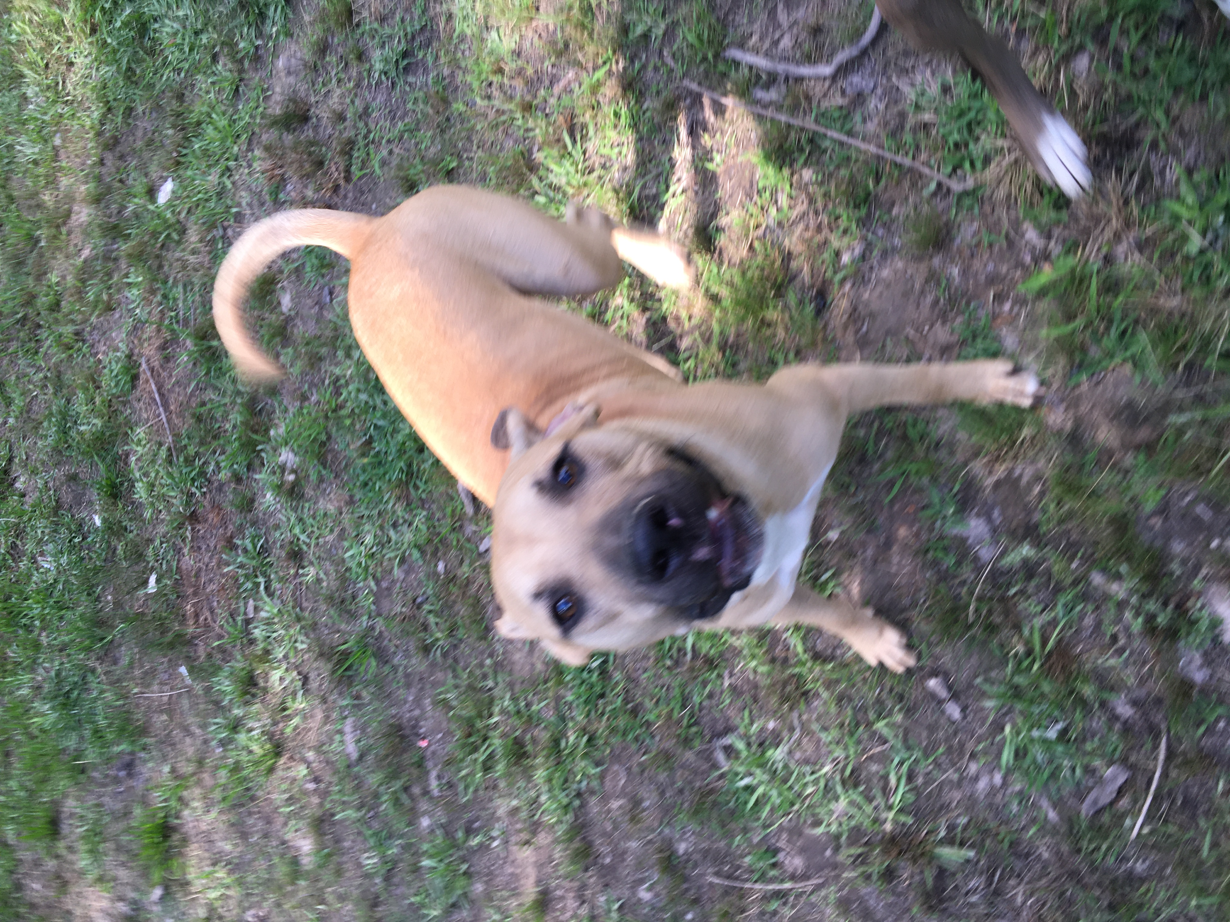 Enlarge Tanner, a Adoptable mixed breed in Pine Bluff, AR image 7/11