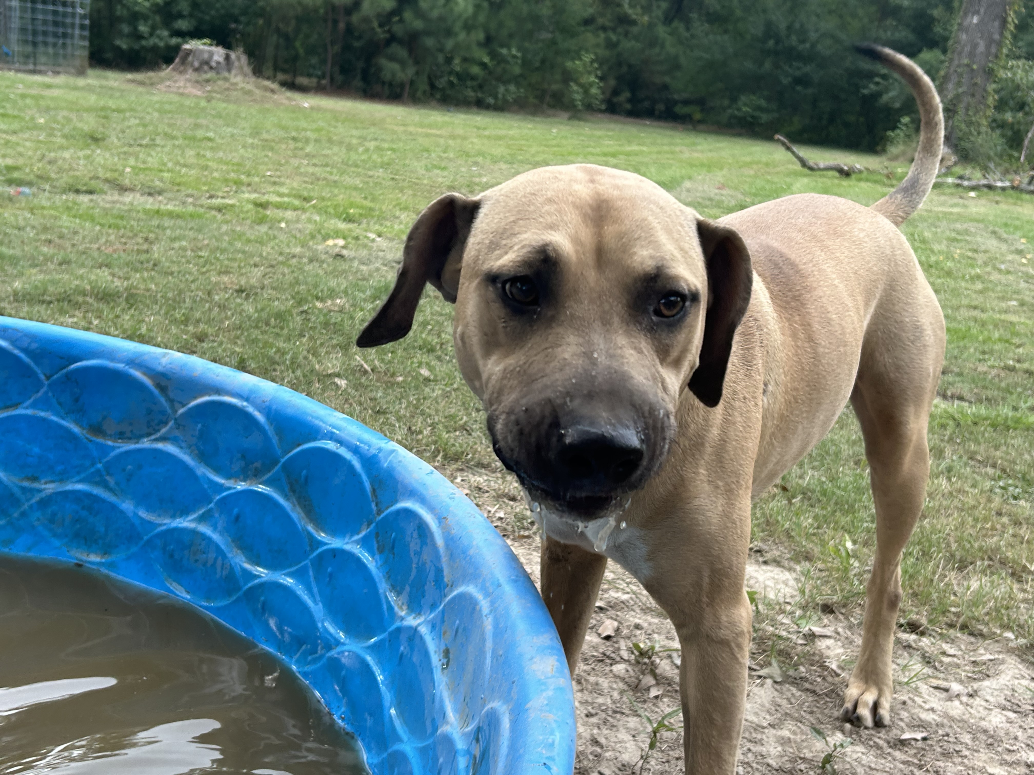 Tanner, Adoptable, Adult Male Catahoula Leopard Dog.