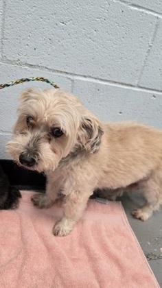 Enlarge Sandy , a Adoptable mixed breed in Sacramento, CA image 2/2