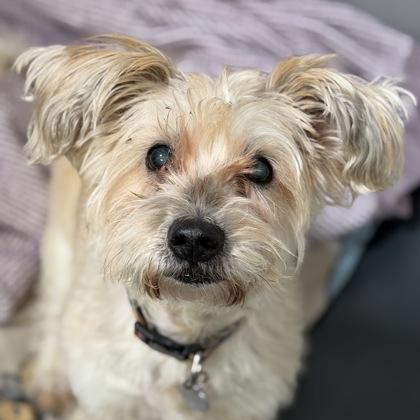 Sandy , Adoptable, Senior Male Miniature Poodle.