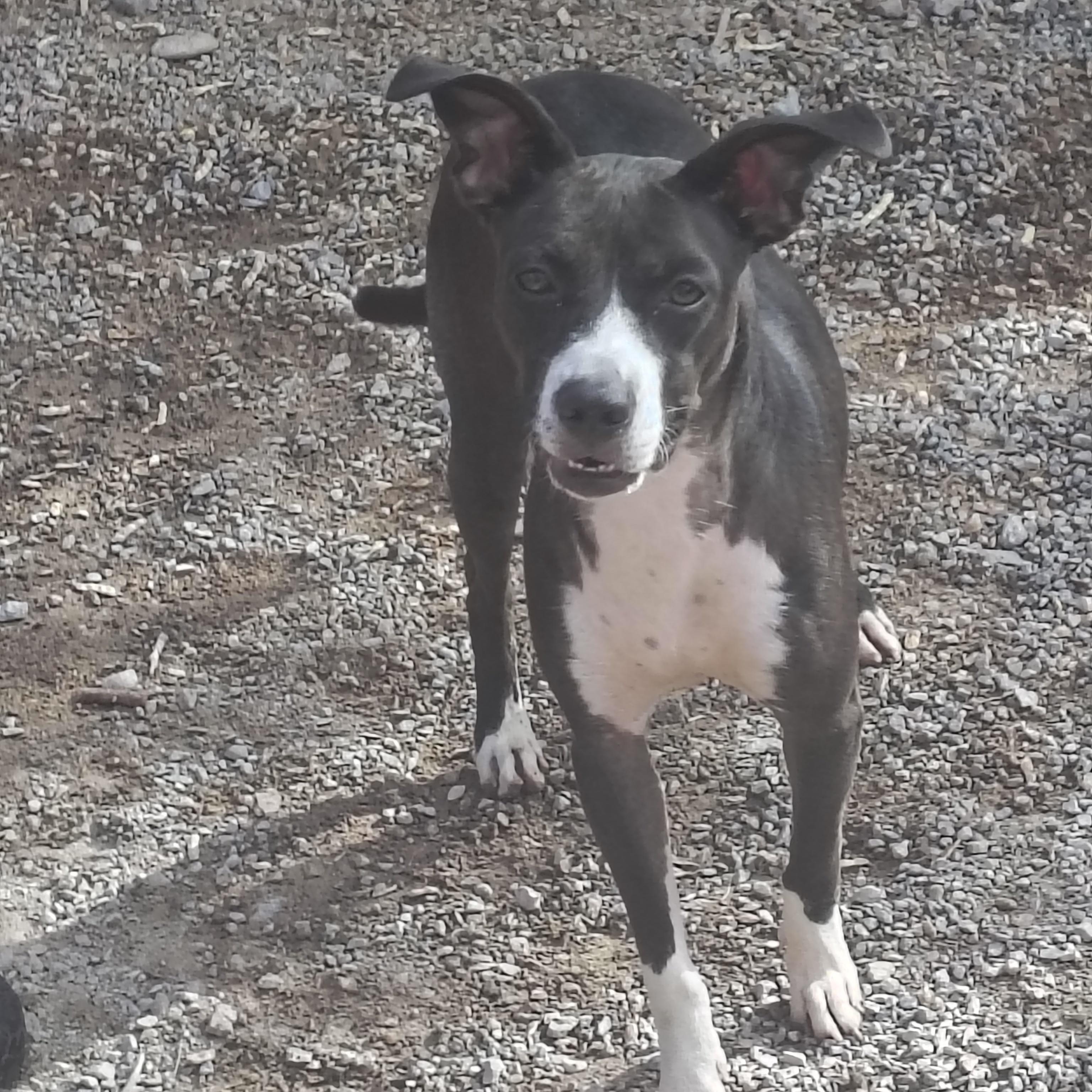 Milly, Adoptable, Adult Female Jack Russell Terrier.