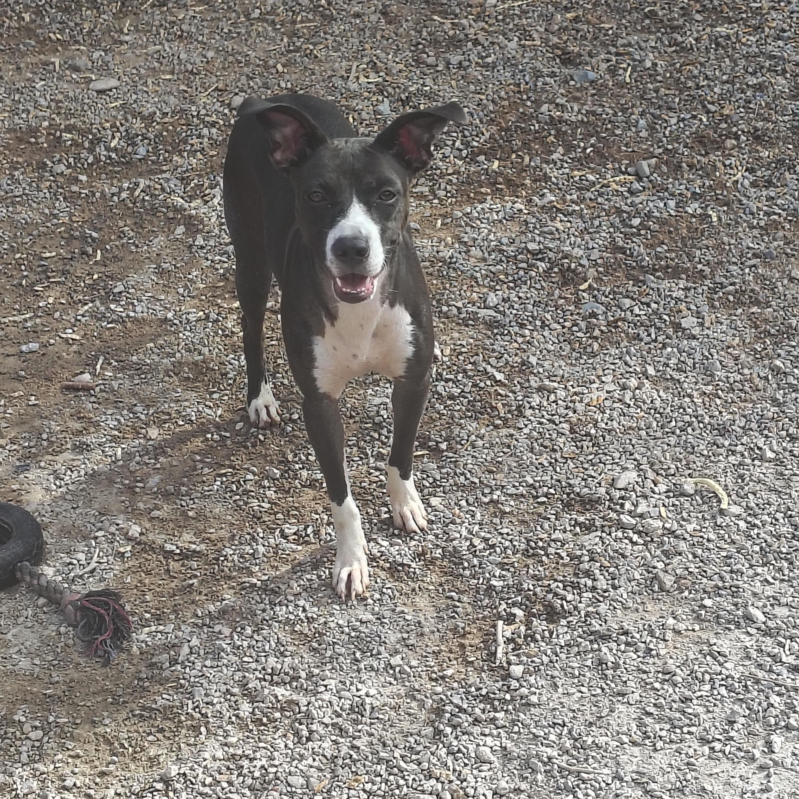 Enlarge Milly, a Adoptable mixed breed in Parker, AZ image 2/2