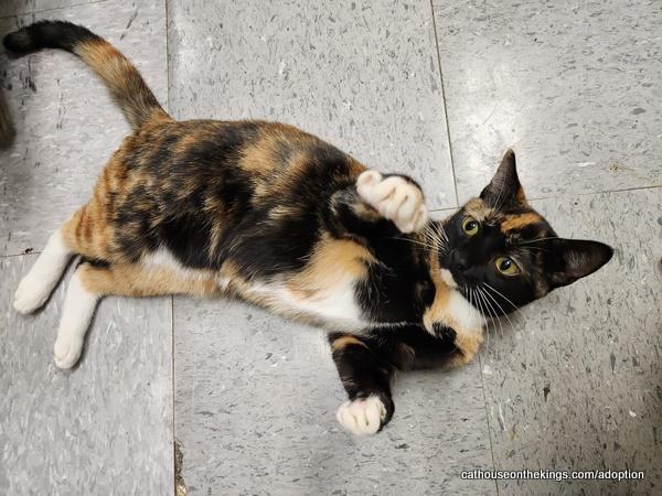 Lyra — thumbnail 2