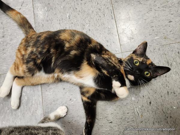 Lyra — thumbnail 4