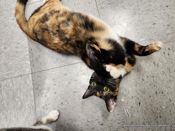 Lyra — thumbnail 5