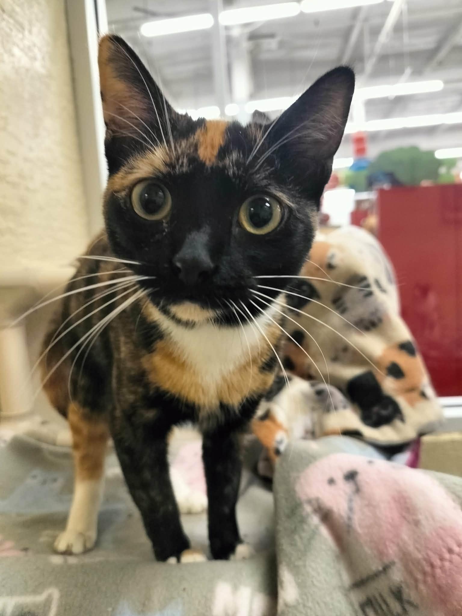 Lyra — thumbnail 6