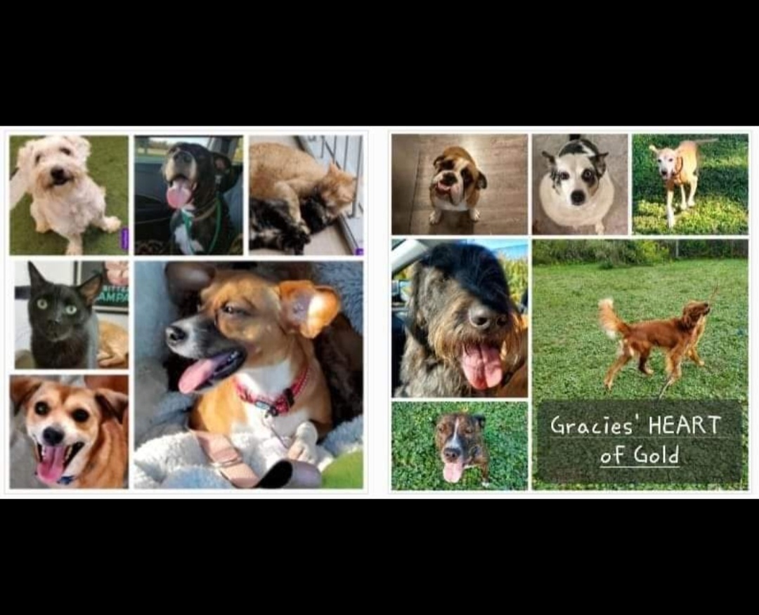 PENDING ADOPTION-TOOTSIE, Adopted, Young Female Yorkshire Terrier & Shih Tzu.