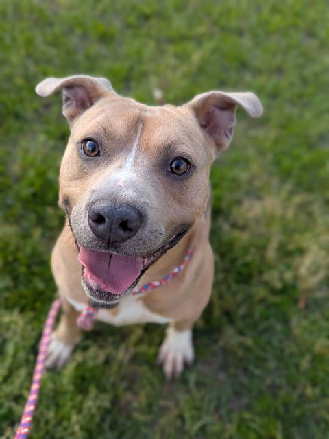 Enlarge TONIC, a Adoptable Mixed Breed in Jacksonville, FL image 1/1