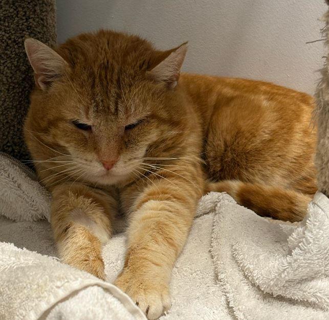 Enlarge Julius, a Adoptable mixed breed in Toronto, ON image 5/6