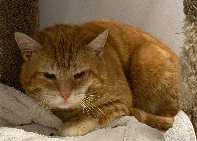 Enlarge Julius, a Adoptable mixed breed in Toronto, ON image 6/6