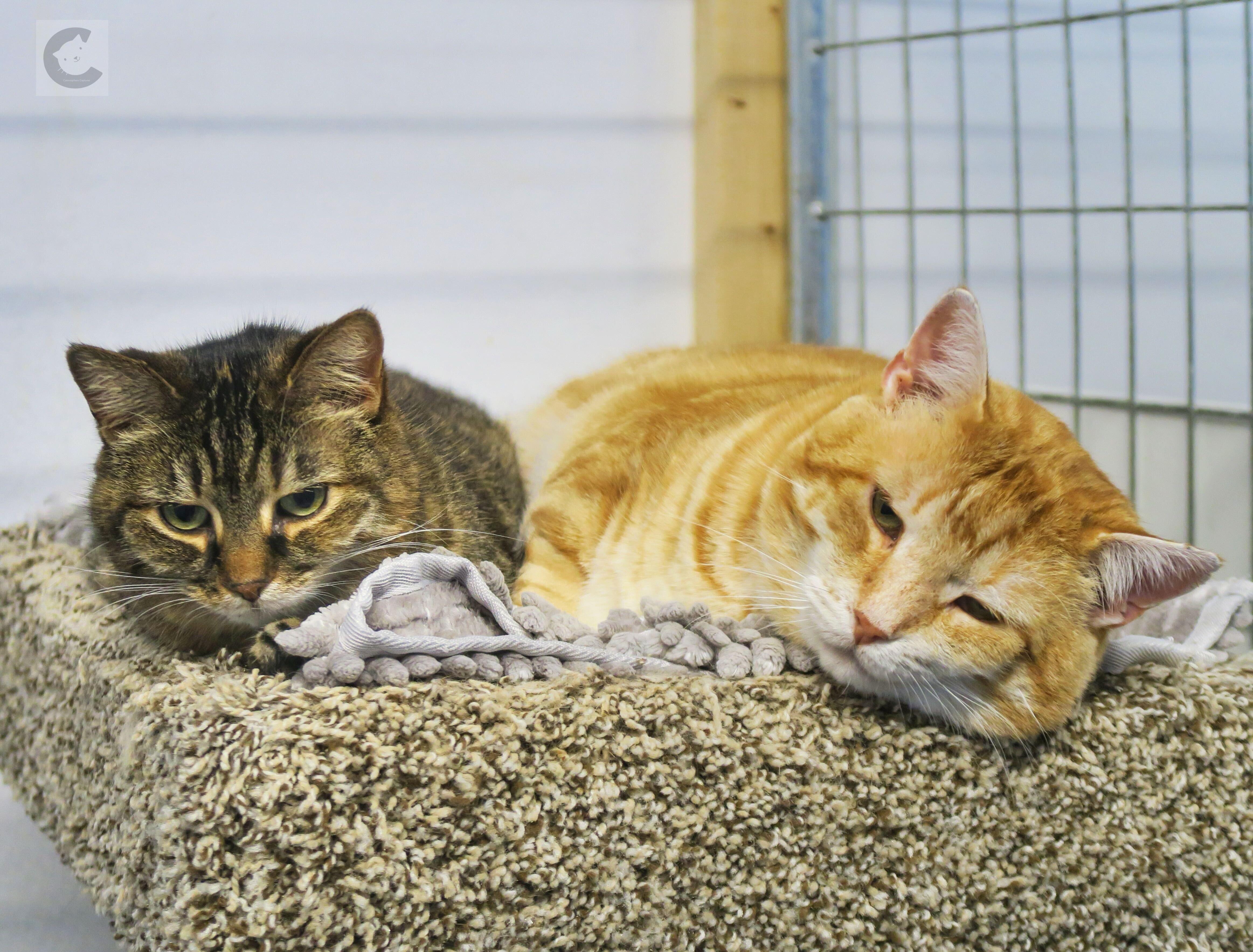 Enlarge Julius, a Adoptable mixed breed in Toronto, ON image 3/6