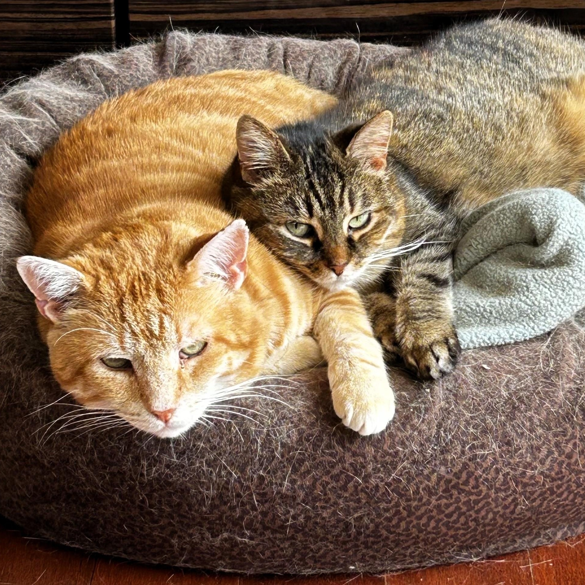 Enlarge Julius, a Adoptable mixed breed in Toronto, ON image 3/6