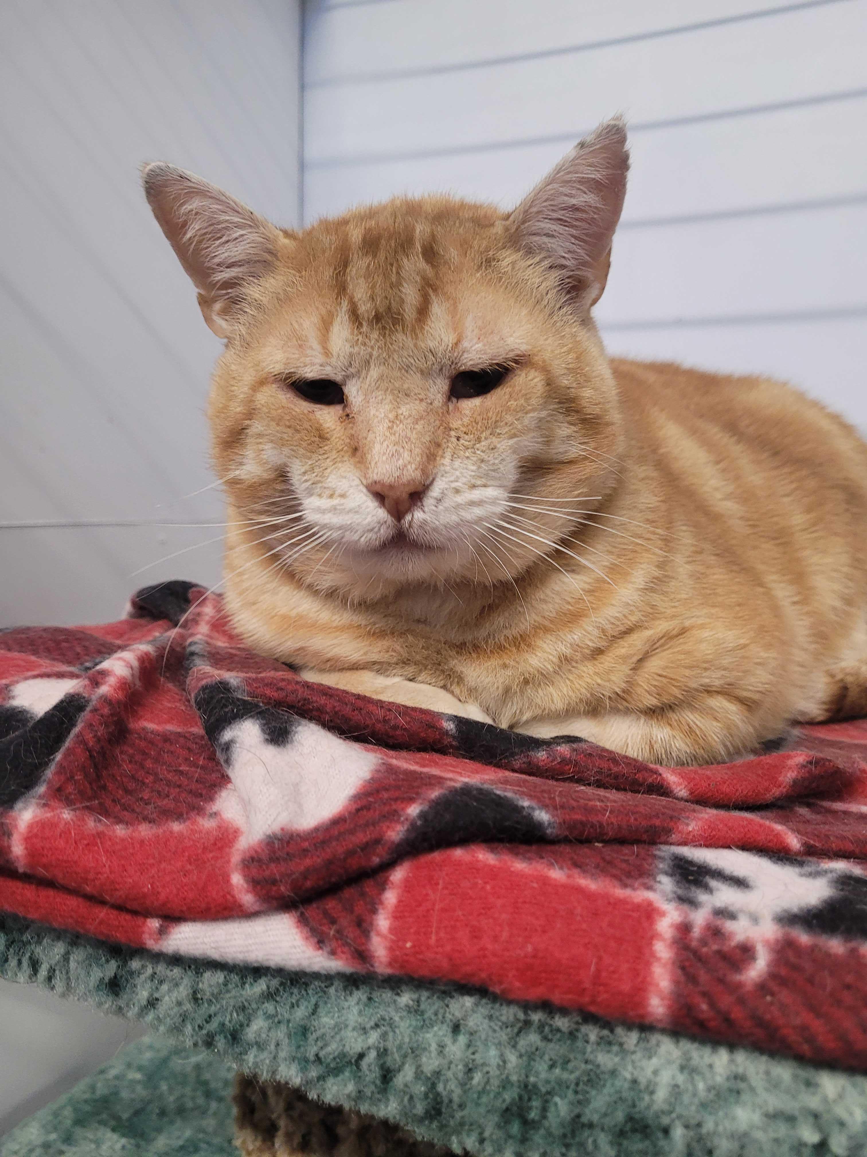 Enlarge Julius, a Adoptable mixed breed in Toronto, ON image 2/6