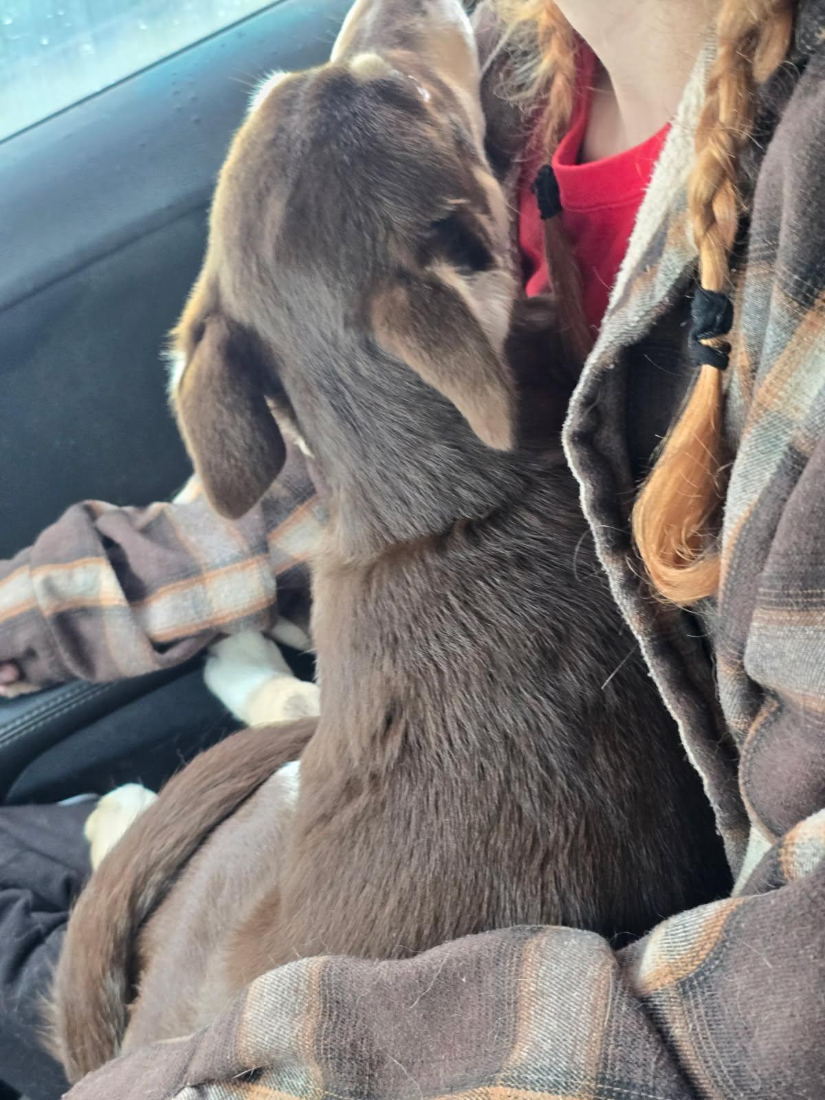 Baby Snickers, an adopted mixed breed in Grove city, OH image 4/4