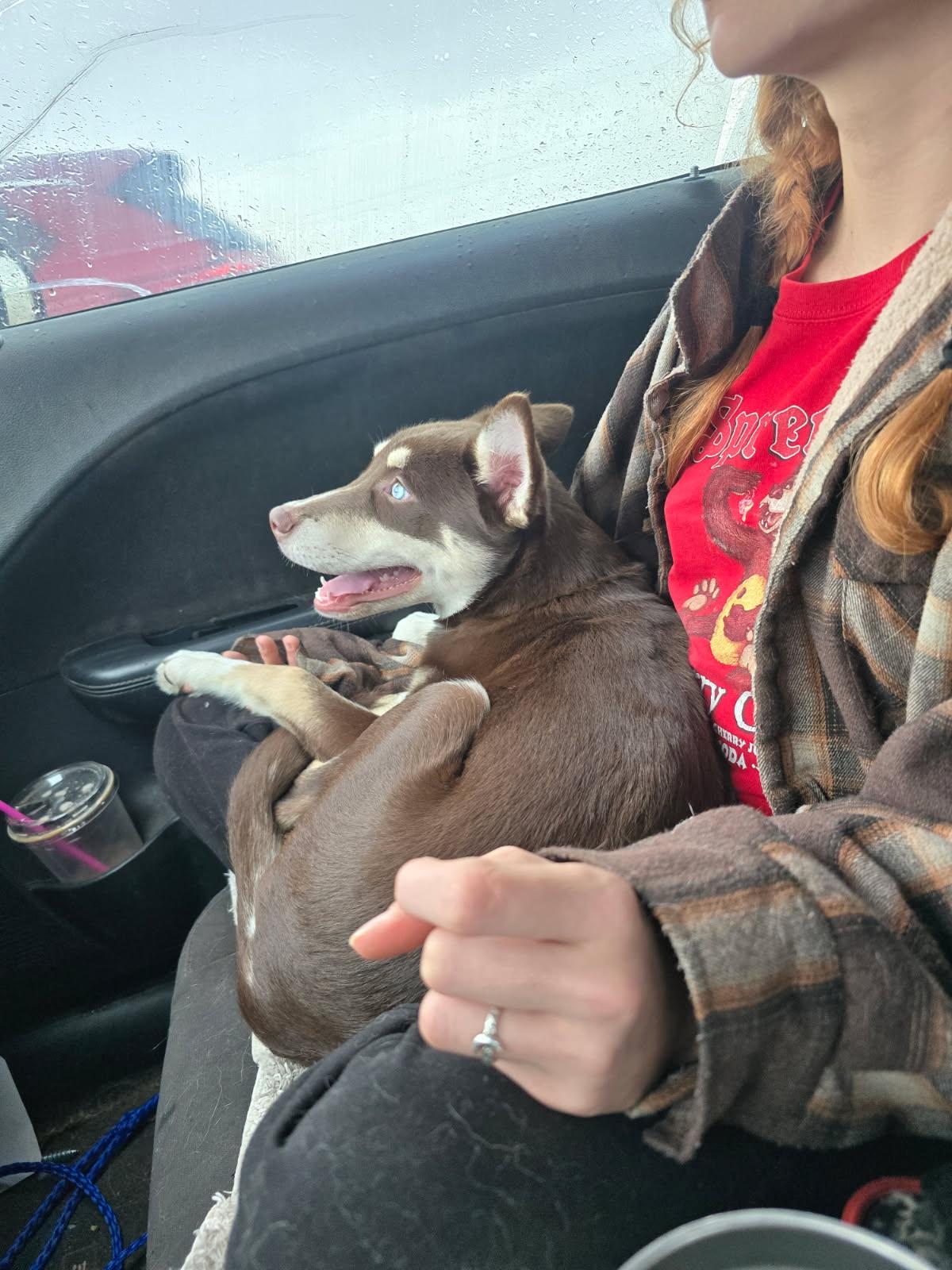 Baby Snickers, an adopted mixed breed in Grove city, OH image 3/4