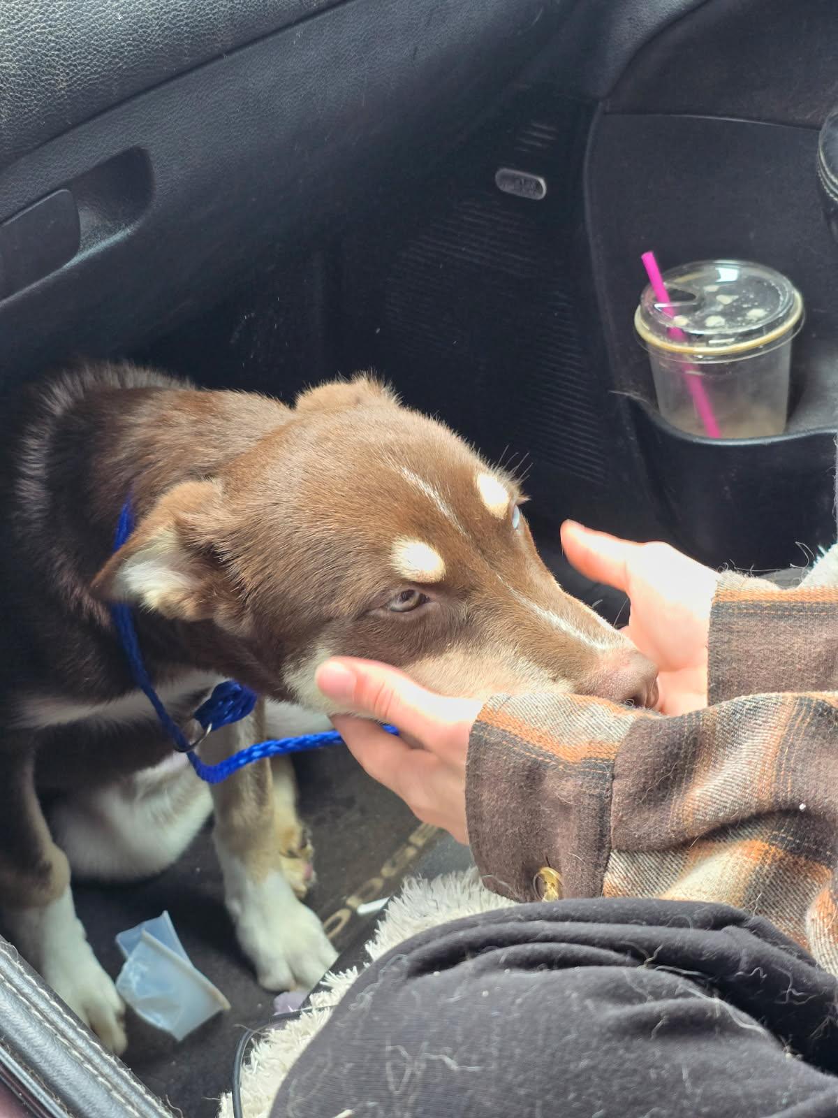 Baby Snickers, an adopted mixed breed in Grove city, OH image 2/4