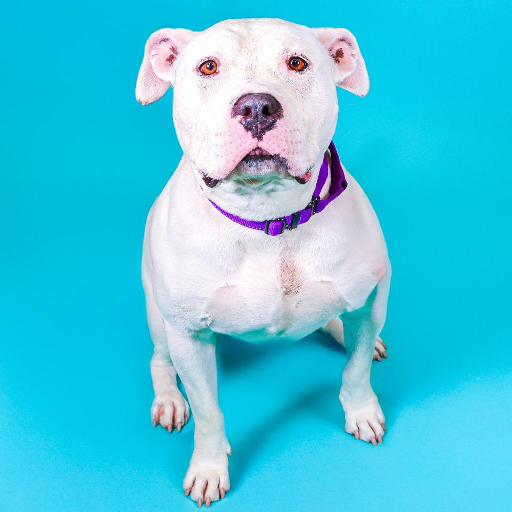 Enlarge Rosie, a Adoptable Pit Bull Terrier in Newark, DE image 1/6