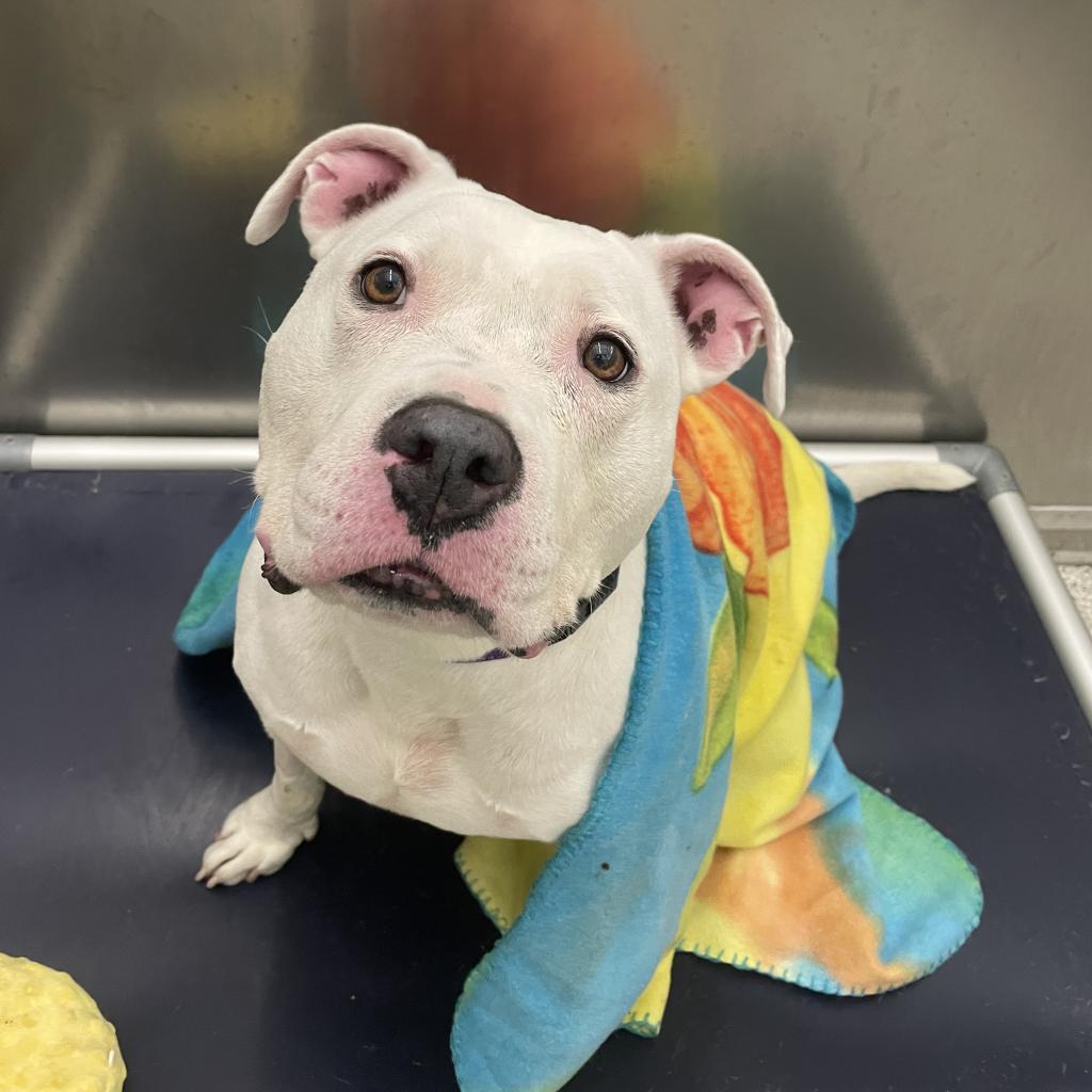 Enlarge Rosie, a Adoptable Pit Bull Terrier in Newark, DE image 2/6