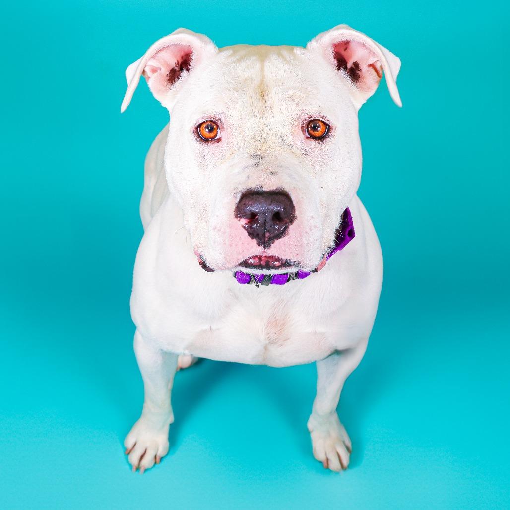Enlarge Rosie, a Adoptable Pit Bull Terrier in Newark, DE image 3/6