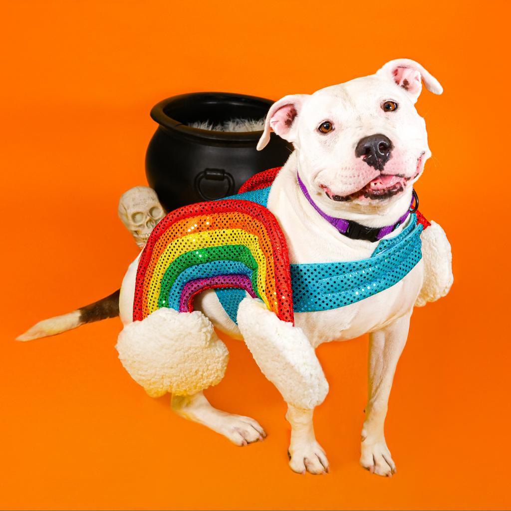 Enlarge Rosie, a Adoptable Pit Bull Terrier in Newark, DE image 4/6