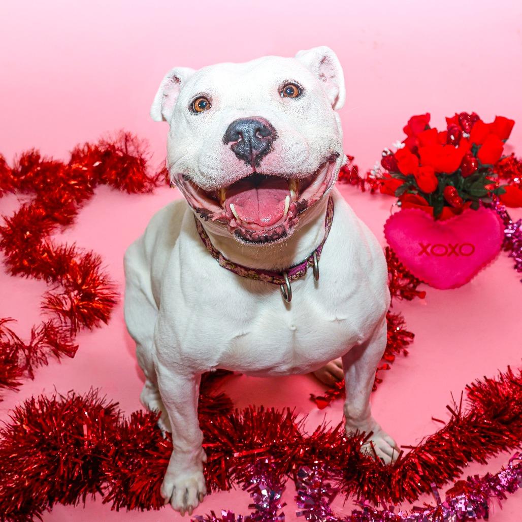 Enlarge Rosie, a Adoptable Pit Bull Terrier in Newark, DE image 6/6