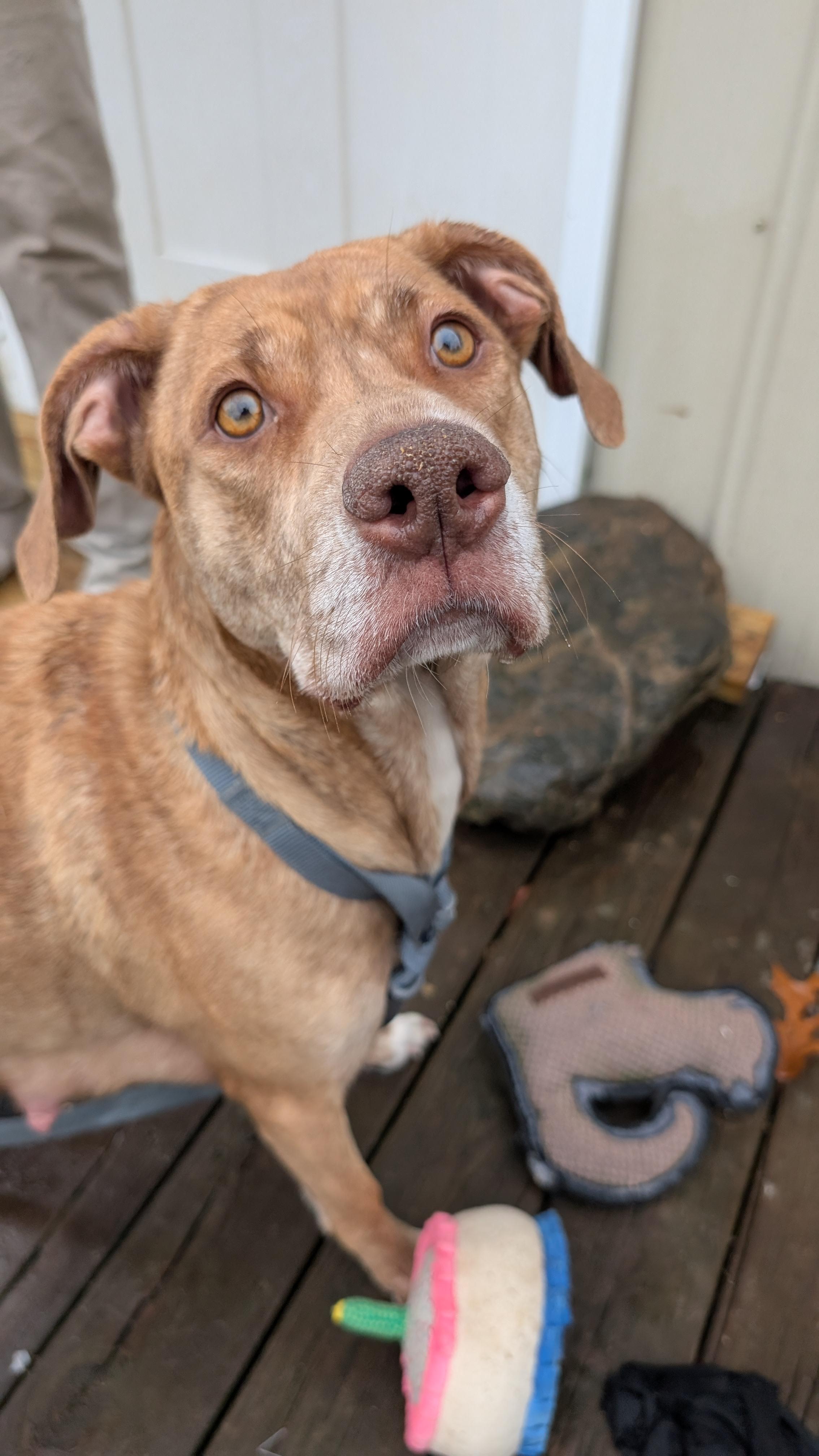 Enlarge Miss Picklee, a ADOPTABLE mixed breed in Sturgis, MI image 3/3